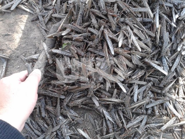 Mangas de langostas invaden Santa Fe