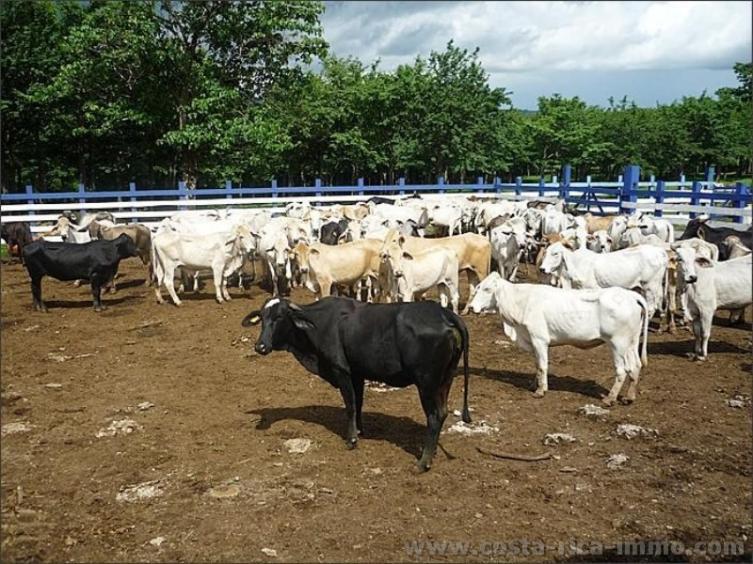 Bonificarán tasas a productores para comprar ganado