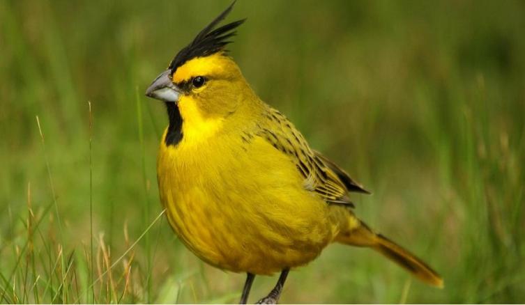 Quieren que el cardenal amarillo sea monumento natural
