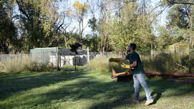 Animales recuperados fueron liberados en su hábitat