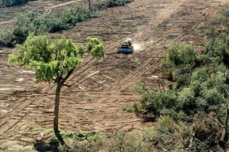 Santa Fe perdió el 82 % de sus bosques nativos 