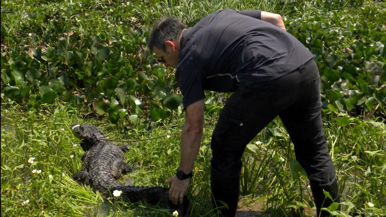 Liberaron a un yacaré negro en islas de Reconquista