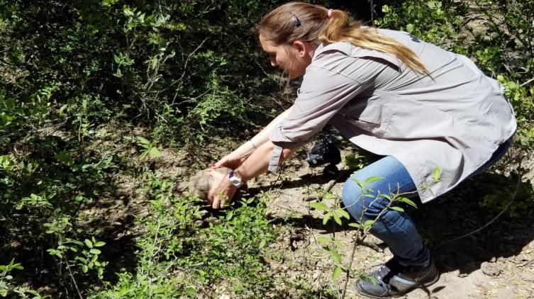 Liberaron 28 tortugas de tierra en el norte de Santa Fe