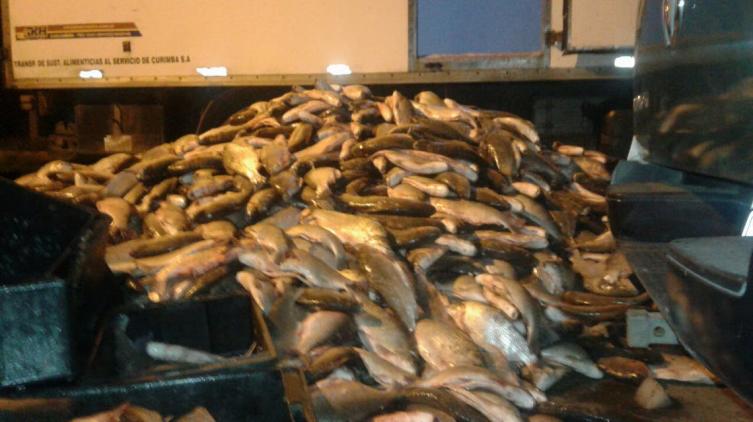 Decomisaron 4 toneladas y media de pescado en la Ruta 1