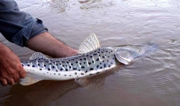 Rige la veda pesquera del surubí 