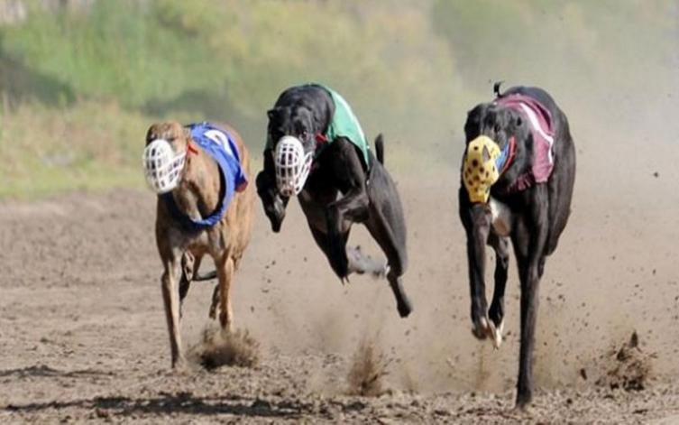 Los galgos siguen corriendo en Córdoba
