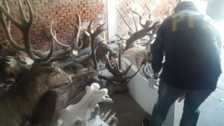 Descubren millonario negocio de taxidermia con especies protegidas
