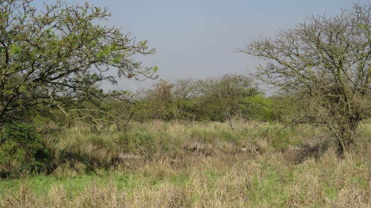 Bosques nativos: Santa Fe asiste a productores