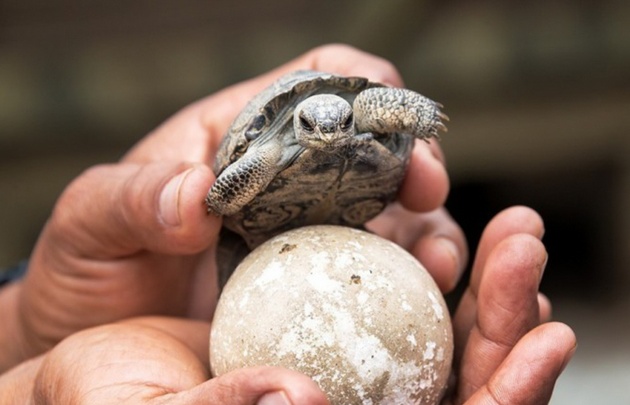 Nacieron tortugas en la Isla Galápagos luego de un siglo
