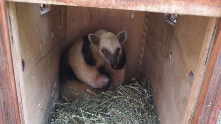 La provincia liberó un oso melero en su hábitat