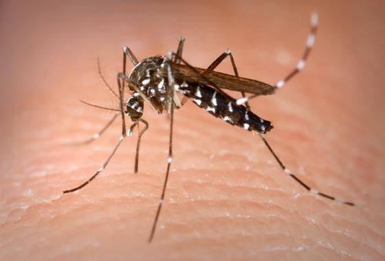 Consejos para protegernos del virus del dengue