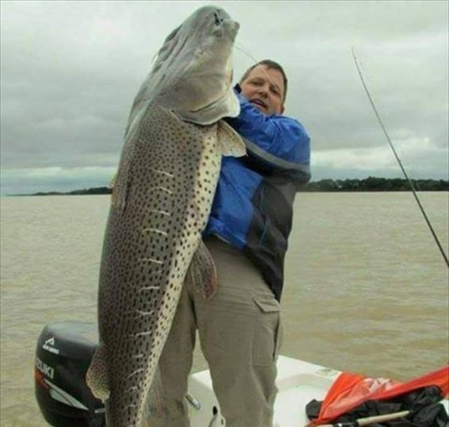 Pescaron un surubí de 80 kilos en el río Paraná