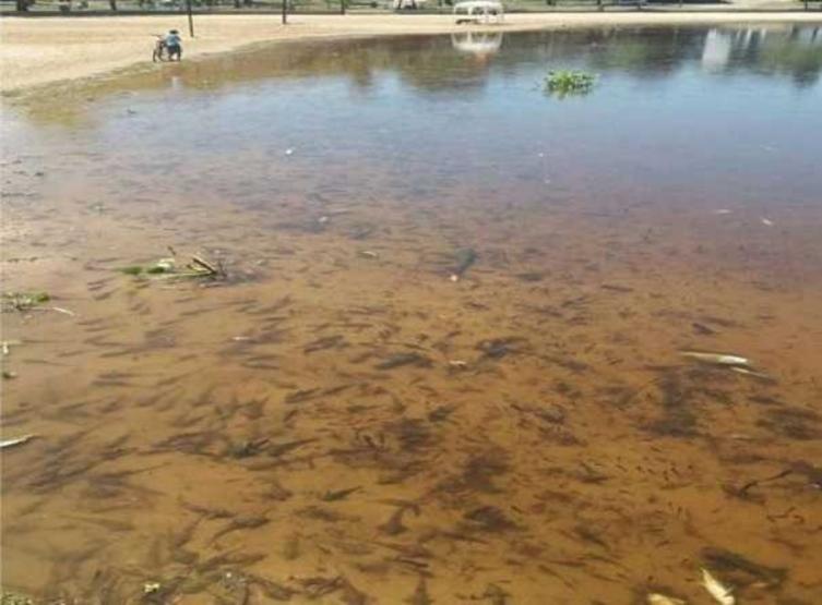 Las altas temperaturas causan la mortandad de peces