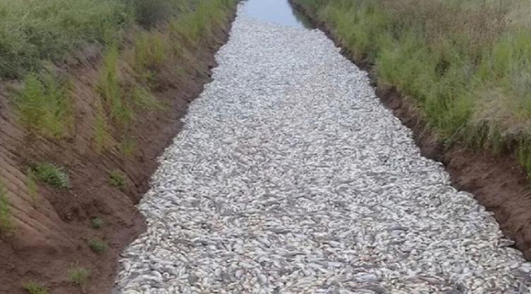 Miles de peces muertos en Córdoba por altas temperaturas
