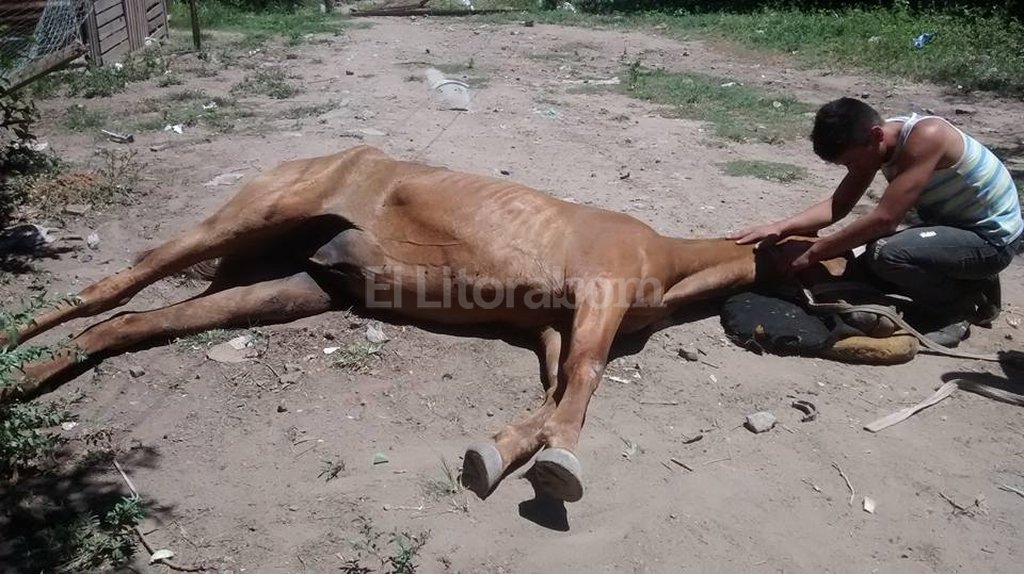Golpearon a un caballo hasta matarlo