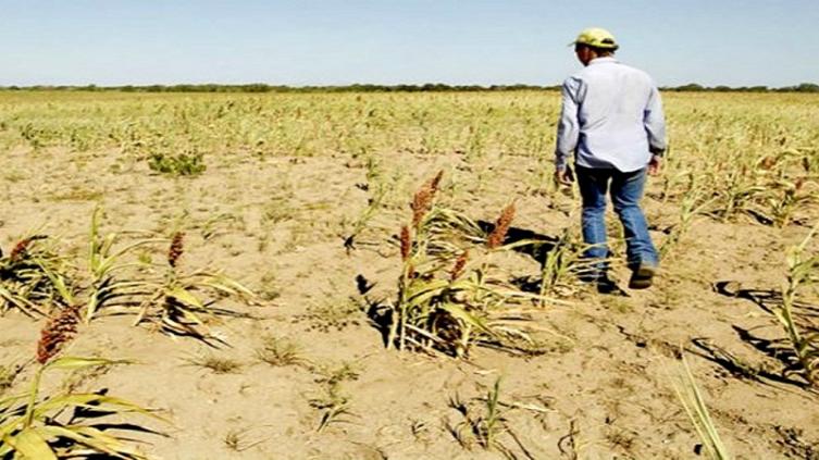 Pidieron la emergencia agropecuaria en toda Santa Fe