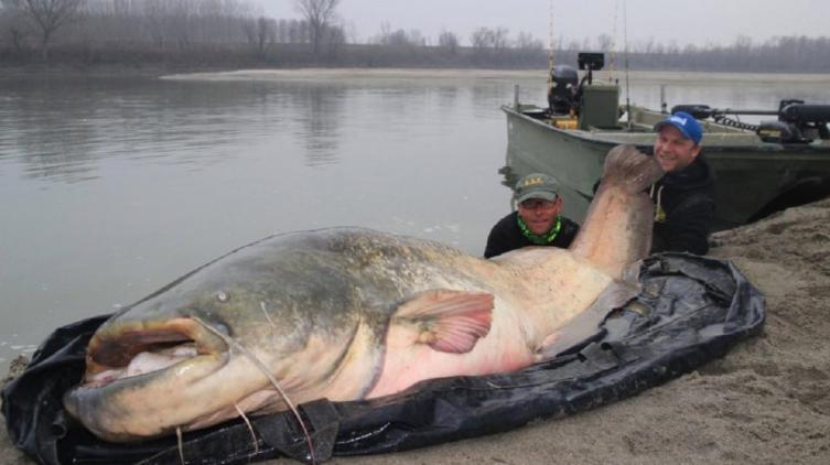 Un pescador capturó un bagre de 129 kilos