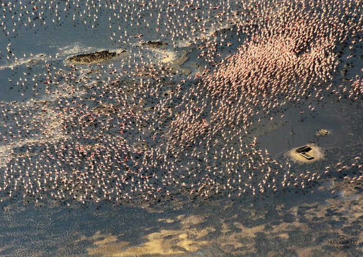 Centenares de flamencos rosados en la laguna Mar Chiquita