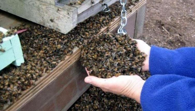 Conmoción en Córdoba: mueren 72 millones de abejas