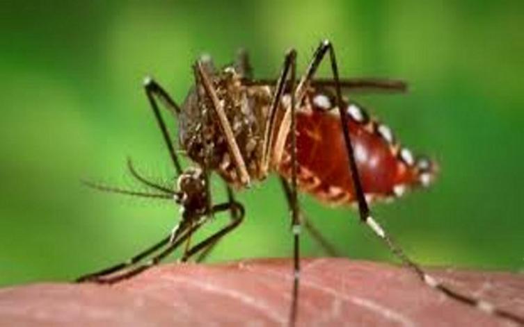 Dicen que la fiebre amarilla avanza como epidemia en Brasil