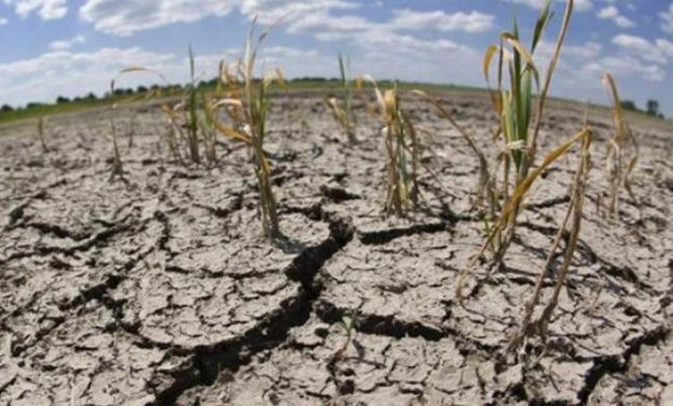 Santa Fe declarará la emergencia agropecuaria 
