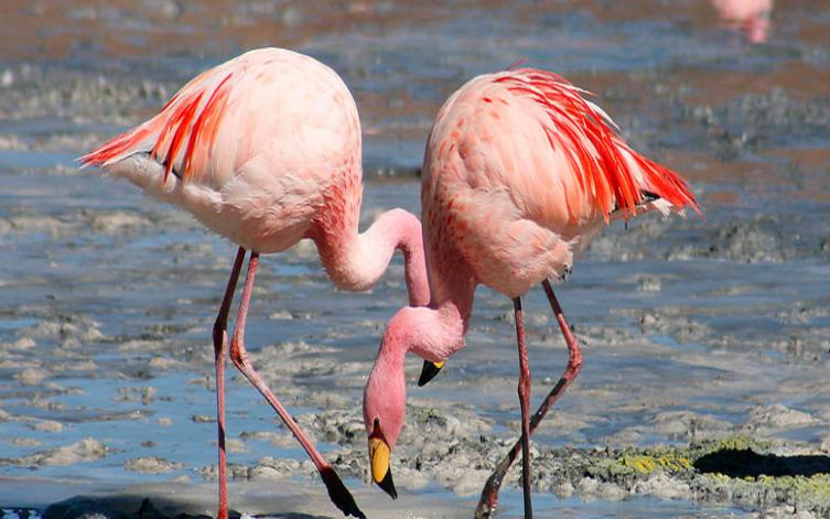 Documental sobre las aves de Mar Chiquita deslumbra en Inglaterra