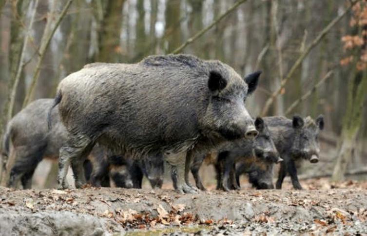 Autorizaron la caza de jabalíes con jauría de perros